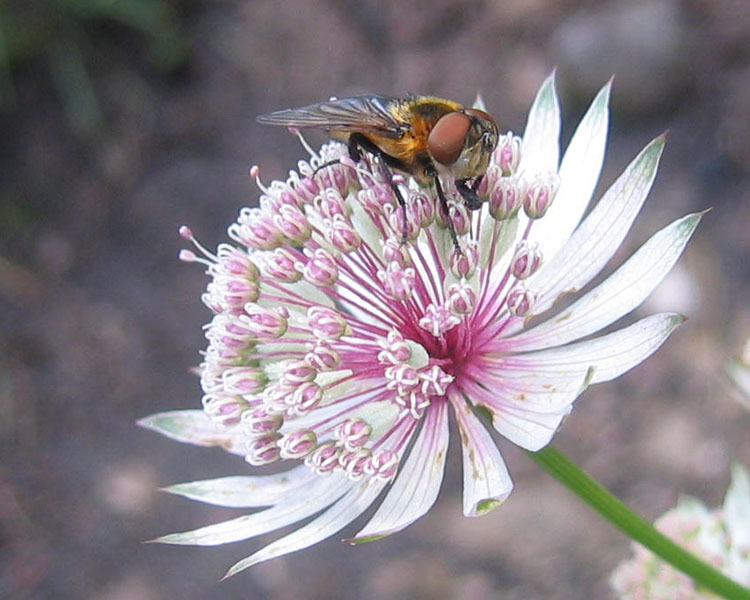 Phasia hemiptera F (Tachinidae)